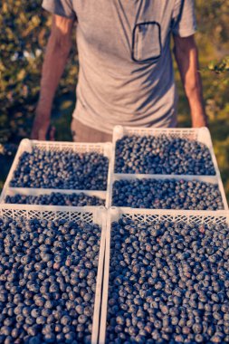 Çiftçi bir çiftlikte içi taze yaban mersiniyle dolu el arabası tutuyor..