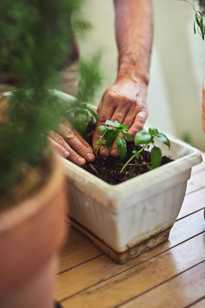 Man taking care of plants at home terrace.