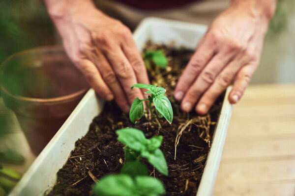 Man taking care of plants at home terrace.