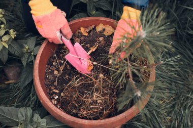 Tencereye küçük bir çam ağacı diken adam..