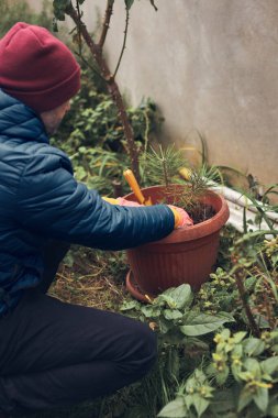 Tencereye küçük bir çam ağacı diken adam..