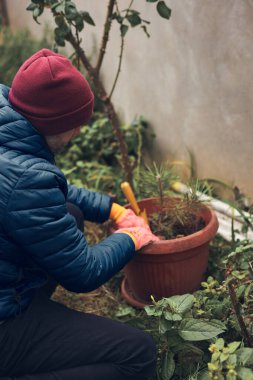 Tencereye küçük bir çam ağacı diken adam..