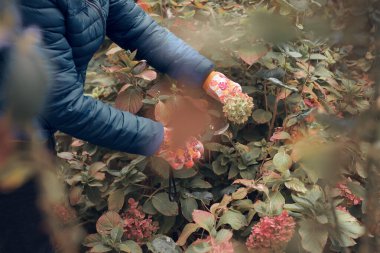 Bahçıvan budama makası kullanıyor, güllere, bitkilere ve diğer çiçeklere bakıyor..