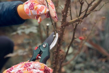 Bahçıvan budama makası kullanıyor, güllere, bitkilere ve diğer çiçeklere bakıyor..