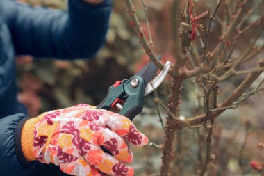 Bahçıvan budama makası kullanıyor, güllere, bitkilere ve diğer çiçeklere bakıyor..