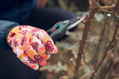 Bahçıvan budama makası kullanıyor, güllere, bitkilere ve diğer çiçeklere bakıyor..