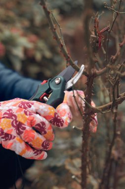 Bahçıvan budama makası kullanıyor, güllere, bitkilere ve diğer çiçeklere bakıyor..