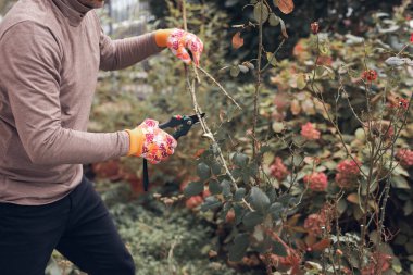 Bahçıvan budama makası kullanıyor, güllere, bitkilere ve diğer çiçeklere bakıyor..