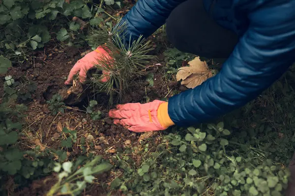 Bahçeye çam ağacı diken bir adam..