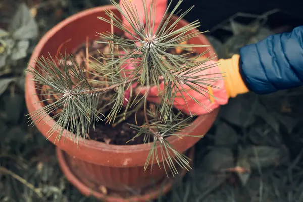 Tencereye küçük bir çam ağacı diken adam..
