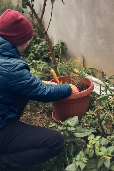 Tencereye küçük bir çam ağacı diken adam..