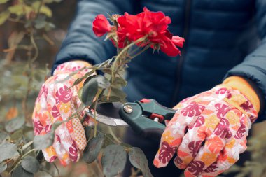 Bahçıvan budama makası kullanıyor, güllere, bitkilere ve diğer çiçeklere bakıyor..