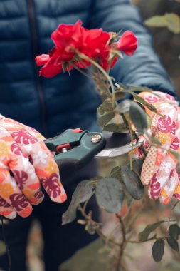 Bahçıvan budama makası kullanıyor, güllere, bitkilere ve diğer çiçeklere bakıyor..