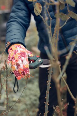 Bahçıvan budama makası kullanıyor, güllere, bitkilere ve diğer çiçeklere bakıyor..
