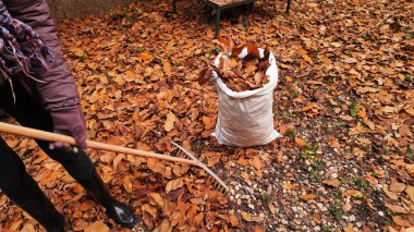 Düşen sonbahar yapraklarından bahçeyi temizleyen kadın..