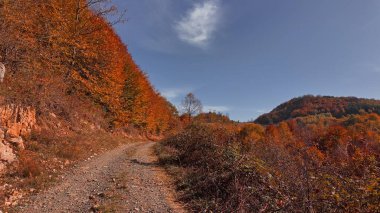 Sonbahar renkli ağaçlar ve kırsal manzara.