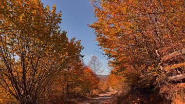 Sonbahar renkli ağaçlar ve kırsal manzara.