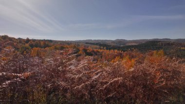 Sonbahar renkli ağaçlar ve kırsal manzara.