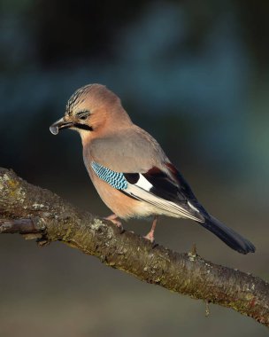 Güneşli bir kış gününde mavi renk tonlarıyla güzel renkli bir kuş, Garrulus glandarius kuşu. Kuşun yakın plan fotoğrafı.