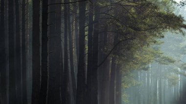 Güneşin sisi yarıp geçtiği güzel bir orman. Kar olmadan kış ormanı manzarası