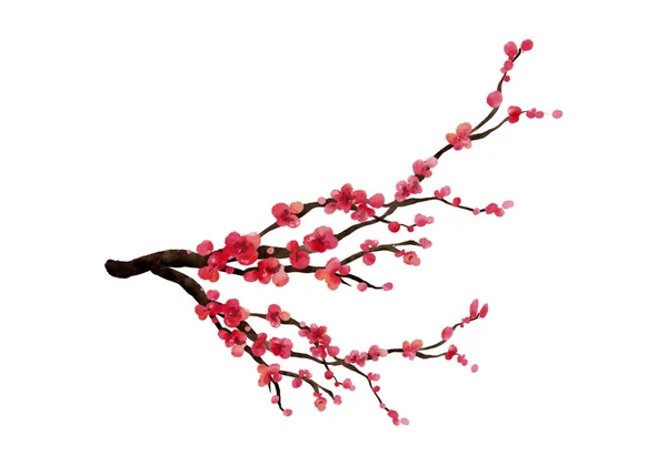 Akwarela Wiśniowych Gałęzi Sakura Kwiat Gałąź Ręcznie Rysowane Izolowane Białym — Wektor stockowy