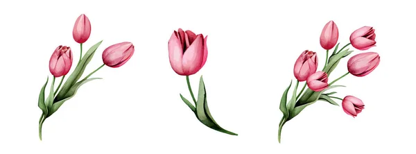 Różowy Lub Czerwony Tulipan Kwiaty Kolekcja Akwareli Zestaw Wiosenno Letnich — Wektor stockowy