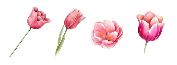 Collection Aquarelle Fleurs Tulipes Roses Rouges Ensemble Fleurs Printemps Été — Image vectorielle