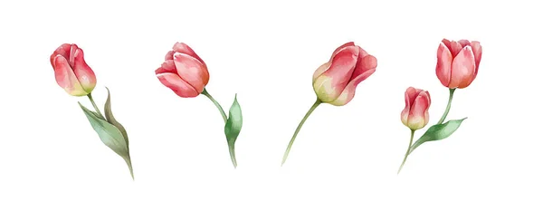 Rosa Rojo Tulipán Flores Colección Acuarela Conjunto Flores Primavera Verano — Archivo Imágenes Vectoriales