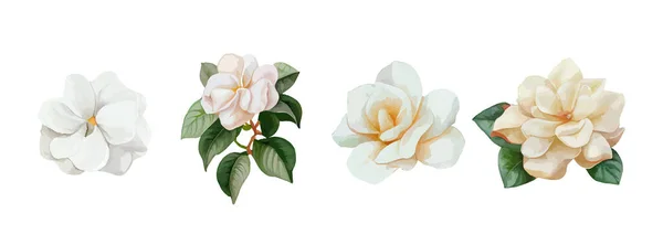 Jasmin Blumen Aquarell Set Realistische Weiße Blumen Zum Muttertag Grußkarte — Stockvektor