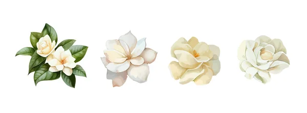 Jasmin Blumen Aquarell Set Realistische Weiße Blumen Zum Muttertag Grußkarte — Stockvektor