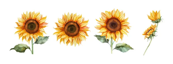 Sonnenblumen Aquarell Isoliert Auf Weißem Hintergrund Sommergelbe Blütenblumen Kollektion Vektorillustration — Stockvektor