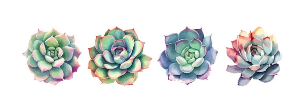 Kylning Saftig Blomma Akvarell Isolerad Vit Bakgrund Sommar Gröna Botaniska — Stock vektor