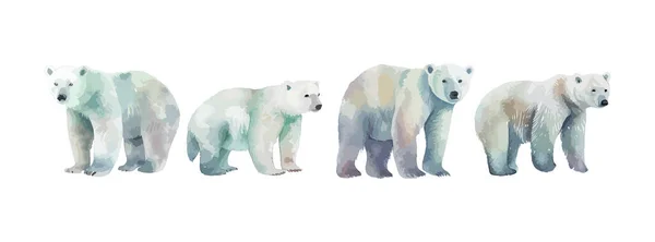 Eisbär Aquarell Isoliert Auf Weißem Hintergrund Sammlung Weißer Eisbärtiere Winterwildtiere — Stockvektor