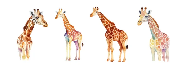 Ensemble Aquarelle Animale Girafe Isolé Sur Fond Blanc Safari Mignon — Image vectorielle