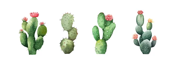 Állítsa Akvarell Zöld Kaktusz Elszigetelt Fehér Háttér Sivatagi Virág Kerti — Stock Vector