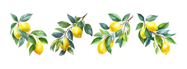 Citron Frukt Akvarell Isolerad Vit Bakgrund Uppsättning Ekologisk Gul Lime — Stock vektor