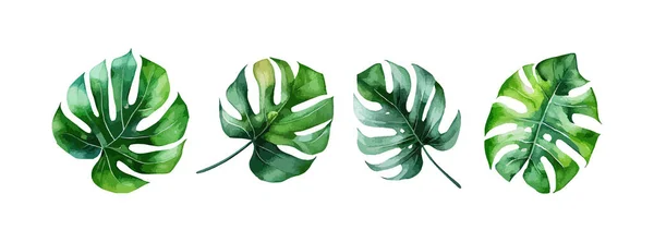 Monstera Palm Blad Akvarell Som Isolerad Vit Bakgrund Sommar Tropiska — Stock vektor