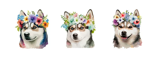 白を基調にした可愛いシベリアハスキー犬の水彩画 春や夏の花がセットされた犬のかわいい肖像画 ベクターイラスト — ストックベクタ