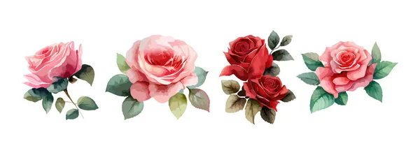 Rose Fiori Acquerello Set Raccolta Rose Rosa Rosse Isolate Sfondo — Vettoriale Stock