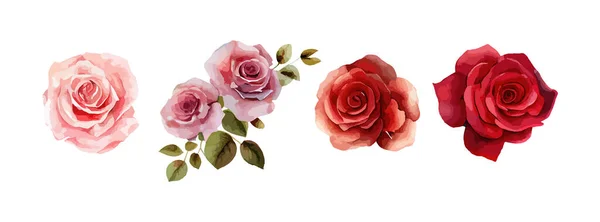 Rosa Flores Conjunto Aquarela Coleção Rosas Rosa Vermelha Isoladas Sobre — Vetor de Stock