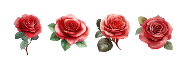 Rose Fiori Acquerello Set Raccolta Rose Rosa Rosse Isolate Sfondo — Vettoriale Stock
