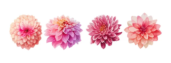 Dahlia Różowe Kwiaty Zestaw Akwareli Kolekcja Letnich Lub Wiosennych Kwiatów — Wektor stockowy