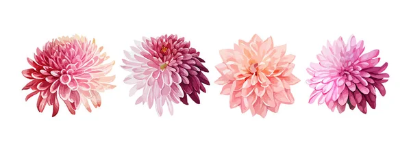 Ensemble Aquarelle Fleurs Roses Dahlia Collection Fleurs Été Printemps Isolées — Image vectorielle