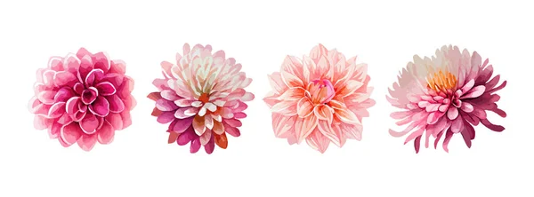 Dahlia Różowe Kwiaty Zestaw Akwareli Kolekcja Letnich Lub Wiosennych Kwiatów — Wektor stockowy