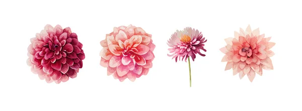 Dahlienblüten Aquarell Set Sammlung Von Sommer Oder Frühlingsblumen Isoliert Auf — Stockvektor