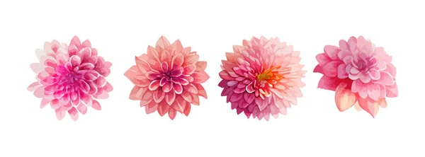 Dahlia Rózsaszín Virágok Akvarell Készlet Gyűjteménye Nyári Vagy Tavaszi Virágok — Stock Vector