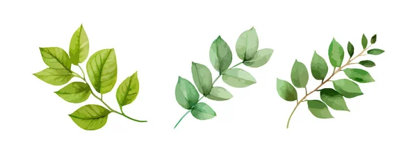 Uppsättning Grönska Lämnar Akvarell Gröna Blad Gren Botaniska Isolerade Vit — Stock vektor