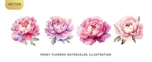 白い背景にピンク色の牡丹の花の水彩画 結婚式や招待ベクトルイラストのための美しい花のセット ストックベクター