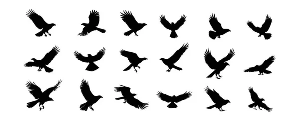 Conjunto Vectores Silueta Águila Aislados Sobre Fondo Blanco Flying Wildlife — Vector de stock