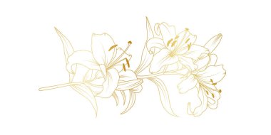 Beyaz arka planda izole edilmiş altın zambak çizgisi. Davetiye, düğün, duvar kağıdı, baskı şablonu, vektör illüstrasyonu için çiçek tasarımı unsurları.